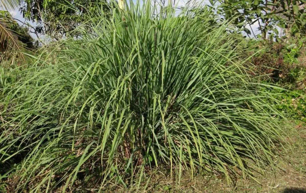 Promueven el cultivo y plantación de la especie Citronella en espacios públicos de la ciudad