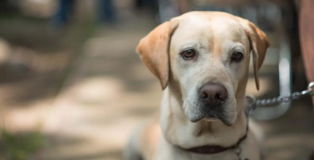 Se creó la Guardia de Seguridad y Protección Animal (GuSPA)