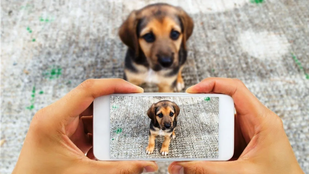 Impulsan la creación de una aplicación para usar en caso de pérdida o hallazgo de mascotas