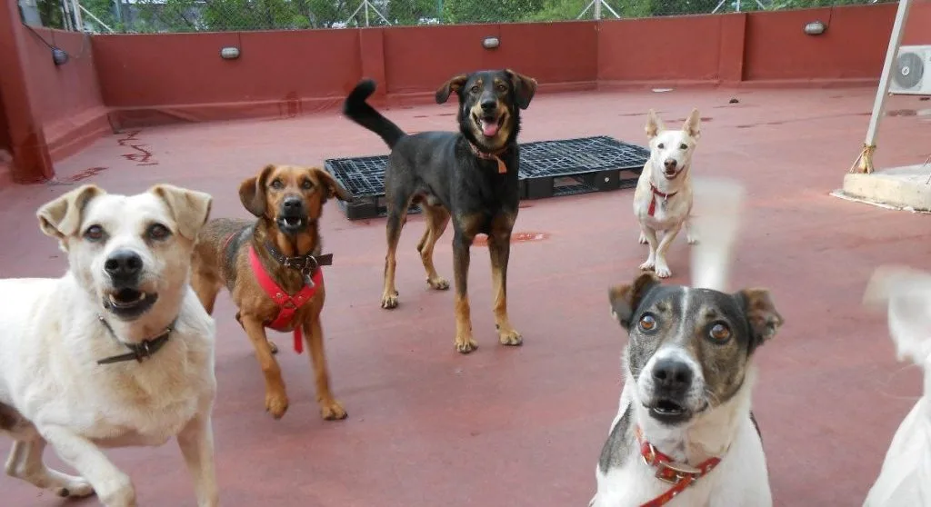 Aprobaron la creación de un registro de guarderías de animales de compañía