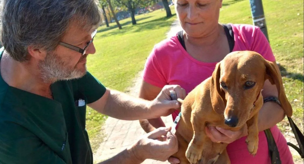 Solicitan una “casa de las mascotas” en la zona norte de la ciudad