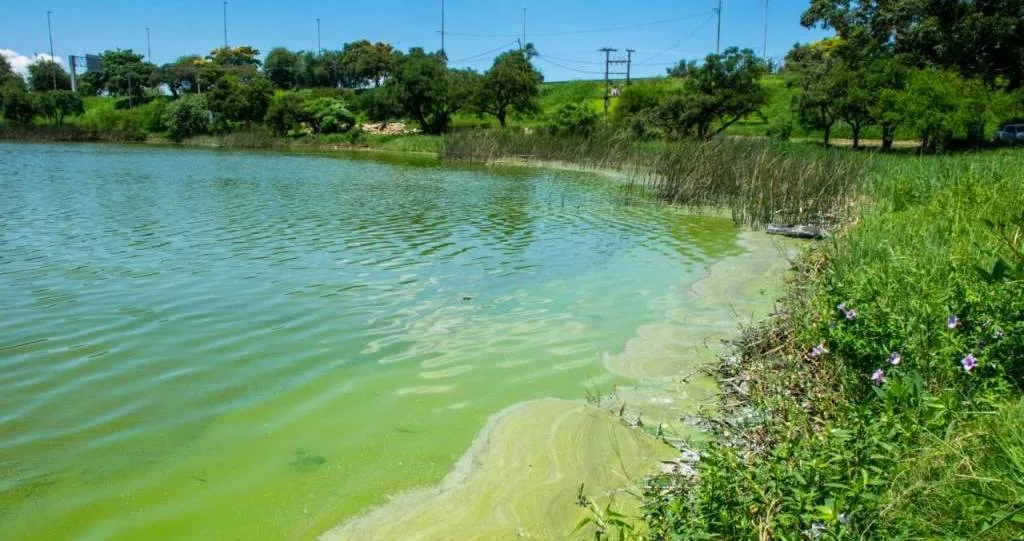 Piden informes técnicos sobre las condiciones del Lago del Parque del Sur