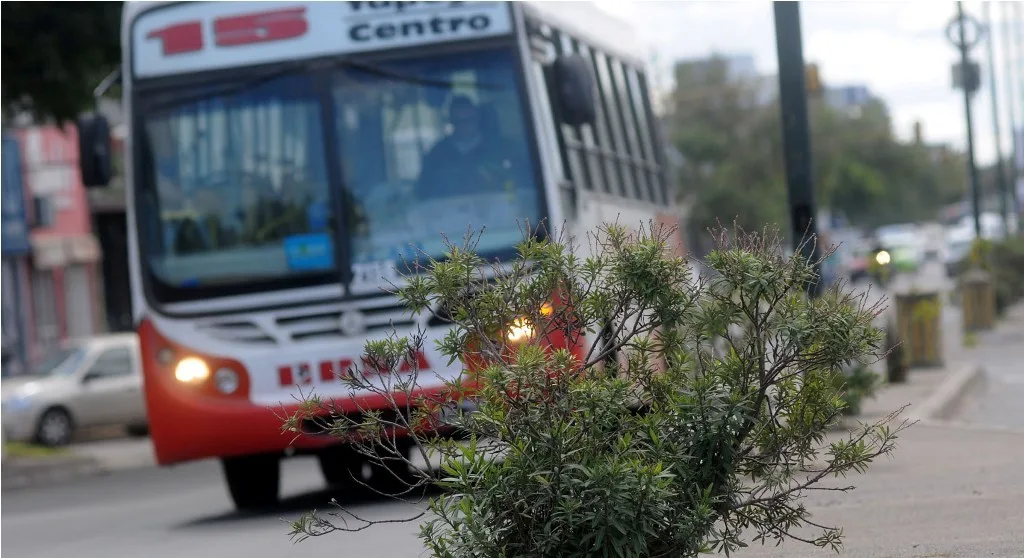 Disponen que la Línea 15 restablezca recorridos y frecuencias en Barrio Yapeyú y Loyola Norte
