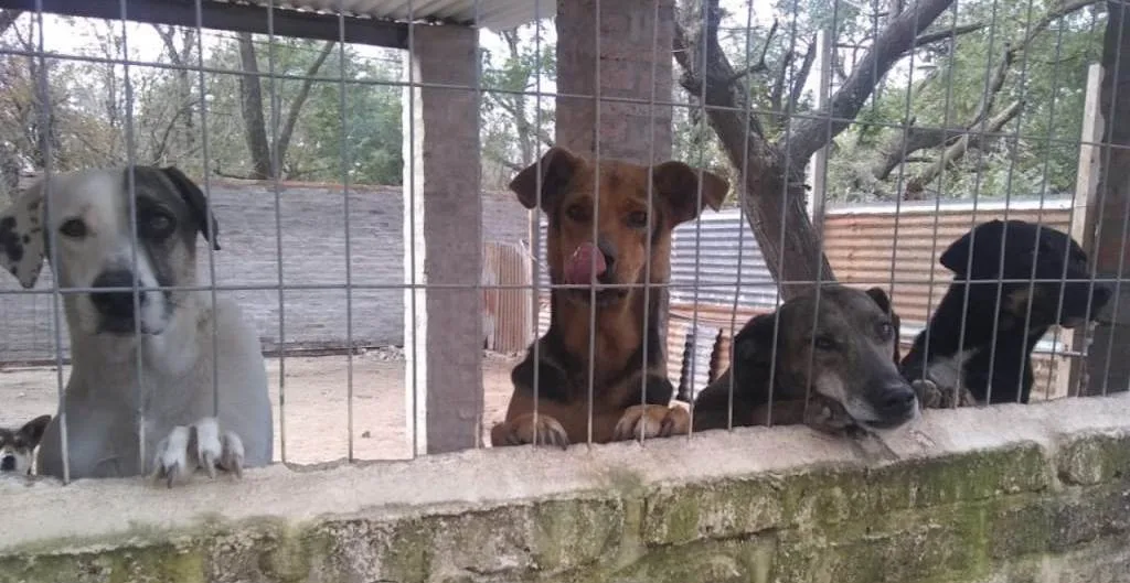 El Concejo sancionó la cesión definitiva de los terrenos de la Protectora de Animales
