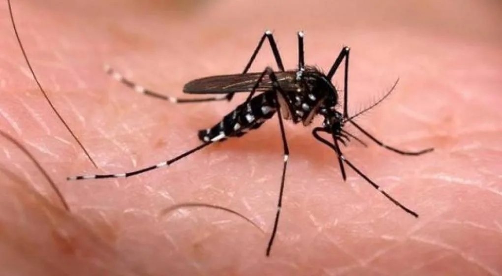 “Santa Fe contra el Dengue”: Piden que se intensifiquen medidas de prevención