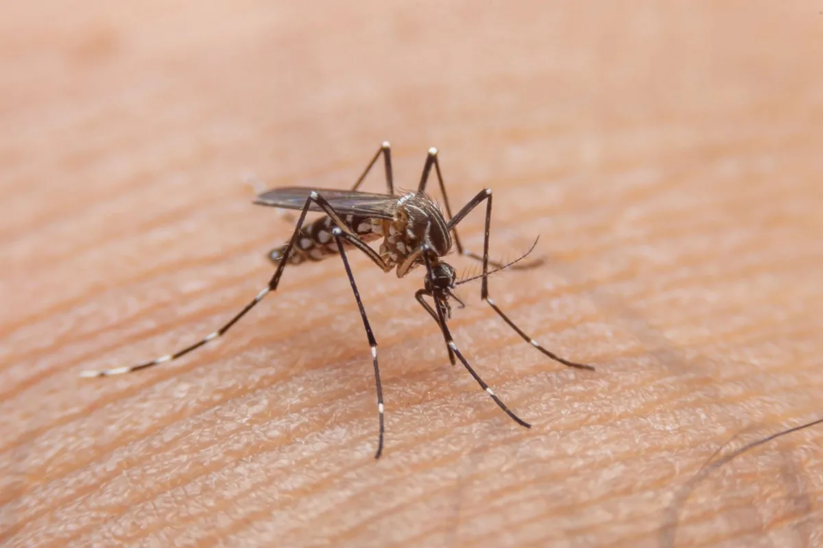 El Concejo de Santa Fe se sumó al pedido de la vacuna contra el dengue