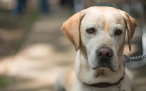 Se creó la Guardia de Seguridad y Protección Animal (GuSPA)