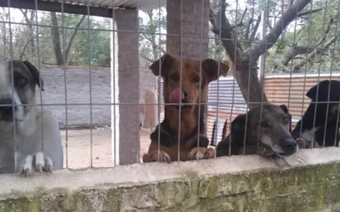 El Concejo sancionó la cesión definitiva de los terrenos de la Protectora de Animales
