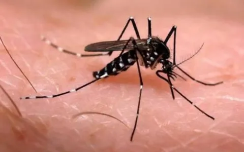 “Santa Fe contra el Dengue”: Piden que se intensifiquen medidas de prevención